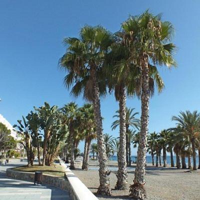 Sunshine Apartment At Tropical Coast Of Granada Almuñécar Εξωτερικό φωτογραφία